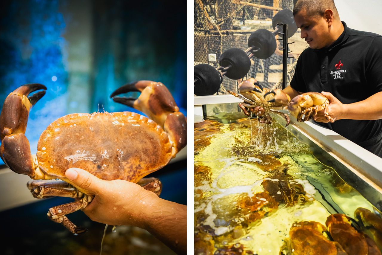 Manuel Nogueira faz a “jardinagem” dos aquários 