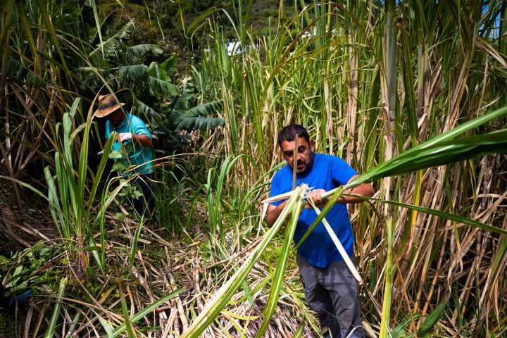 Madeira: Das encostas às garrafas de rum