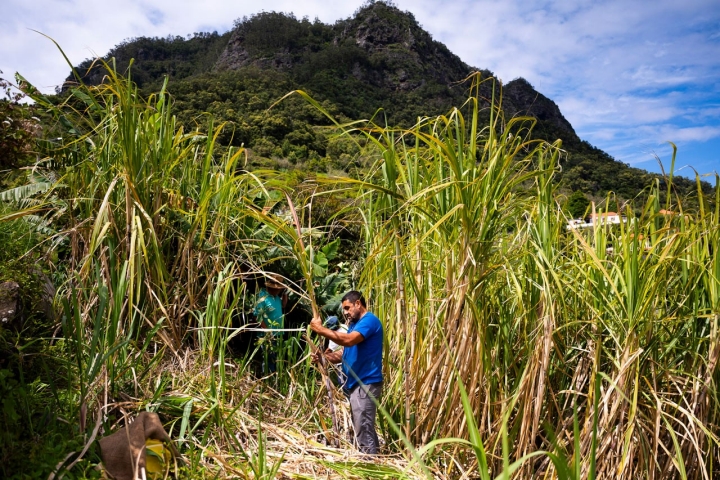 Colheita de cana-de-açúcar numa encosta nos arredores do Porto da Cruz, na ilha da Madeira