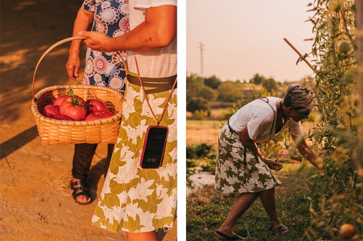 O Tomate Coração de Boi é plantado nos meses de Março e Abril. A partir de Julho, a planta começa a dar os primeiros frutos. Há produtores que conseguem manter a colheita até Outubro