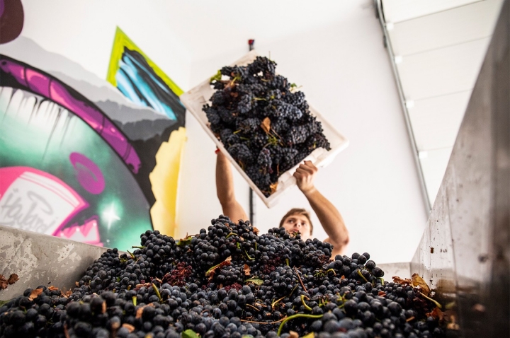 Roteiro de enoturismo