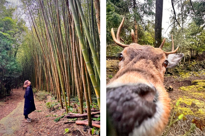O Pinhal da Paz, também conhecido como Mata das Criações, tem cerca de 50 hectares