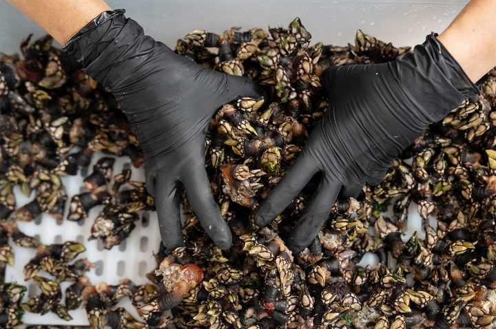 Os percebes encontram-se em quase todos os restaurantes de Vila do Bispo