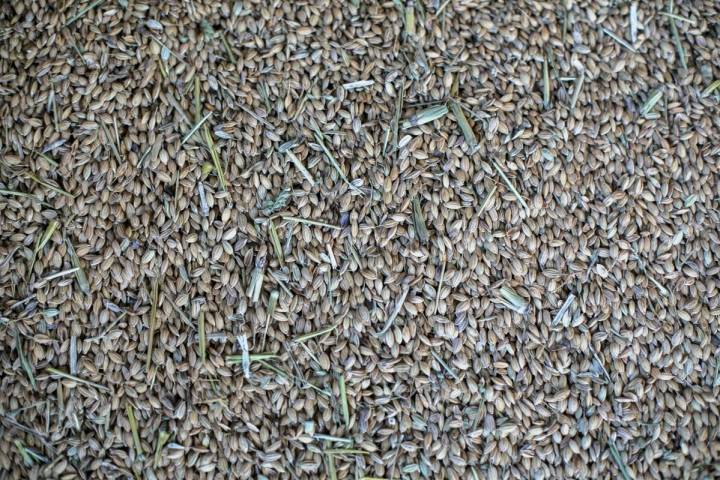 En la Finca Estell se cultivan hasta diez variedades distintas de arroz.