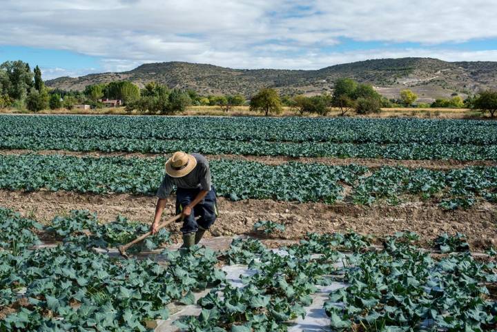 La fértil vega combinada con la pasión por la tierra es el sello de identidad de la huerta de Carabaña.