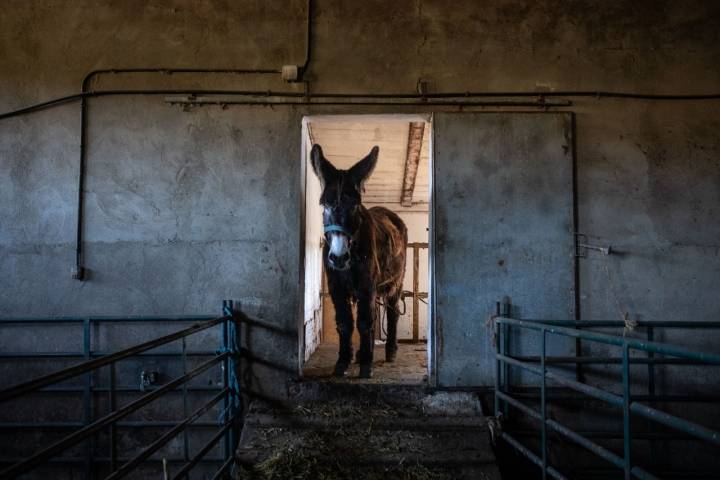 Burro español