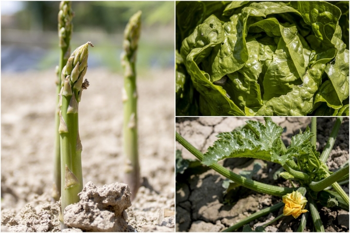 Choko Remigio Tudela mosaico huerta
