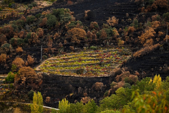 Algunos viñedos funcionaron de cortafuegos.