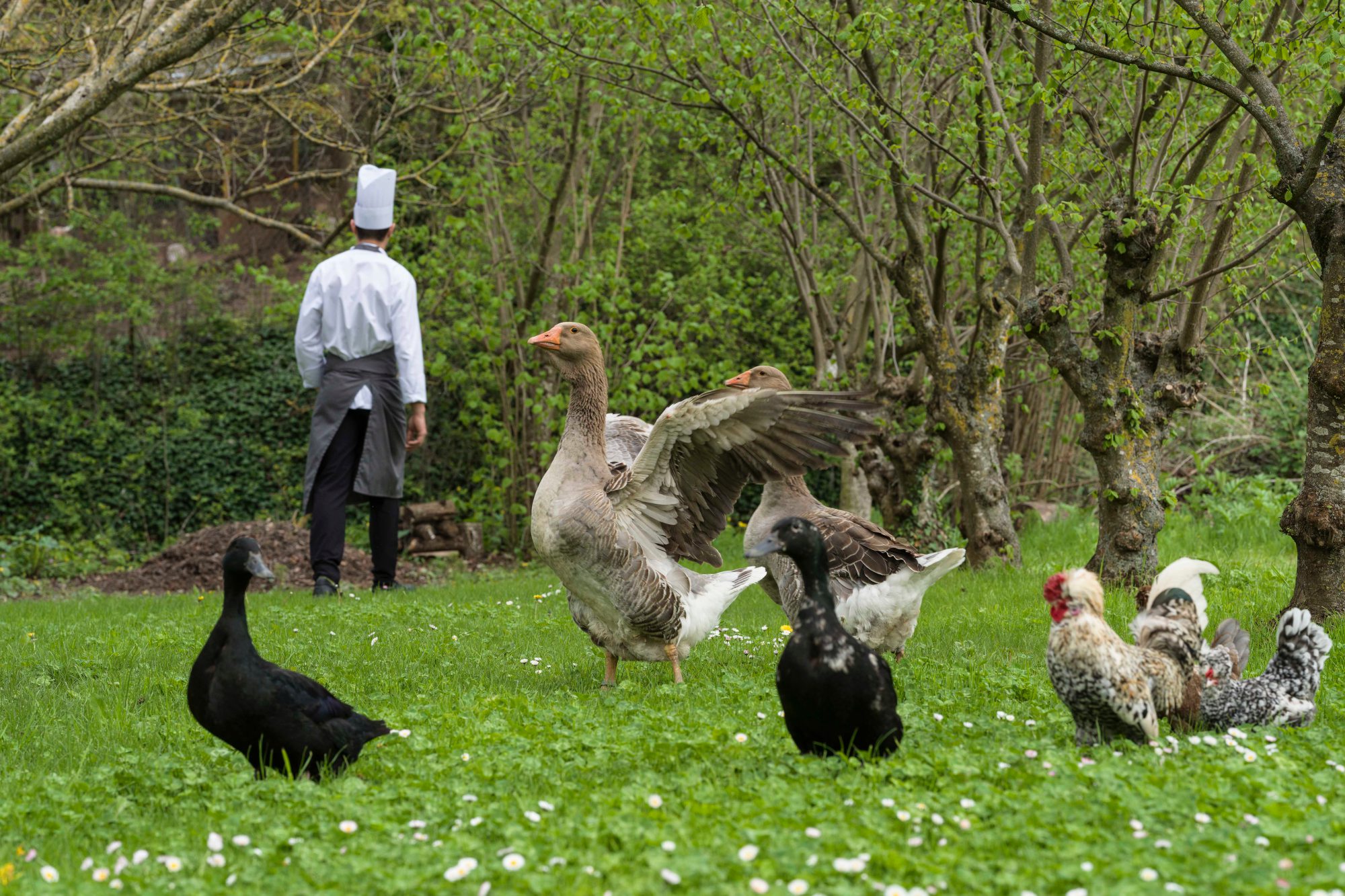 Las aves corretean libres por el prado.