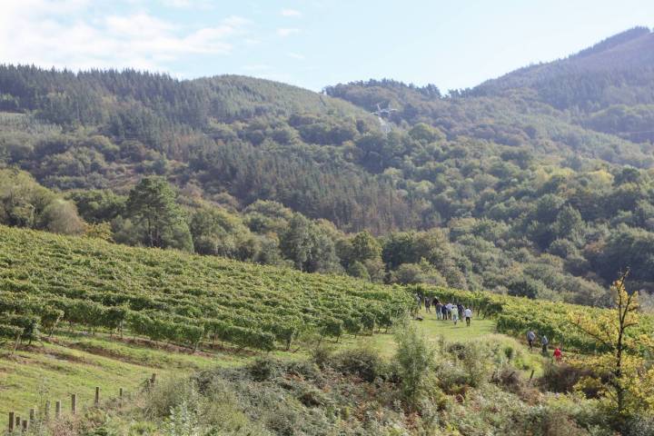 La bodega se encuentra en pleno Valle de Asúa.