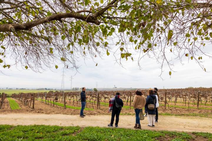 Vinos de pasto Jerez