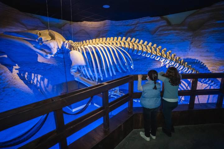 El esqueleto de ballena