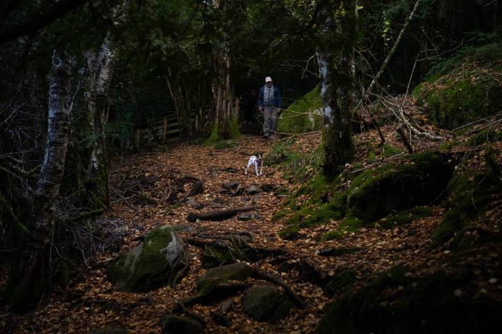 Bosque de Tejedelo