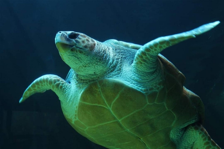 Tortuga del acuario de Gijón