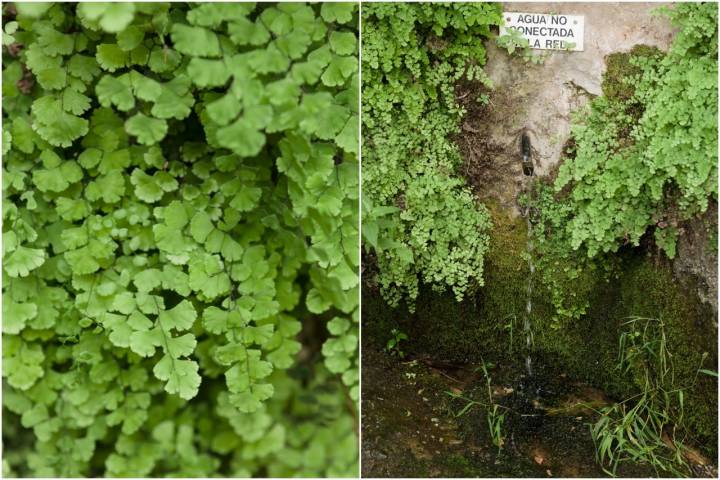 Pozas Comarca del Matarraña mosaico vegetación