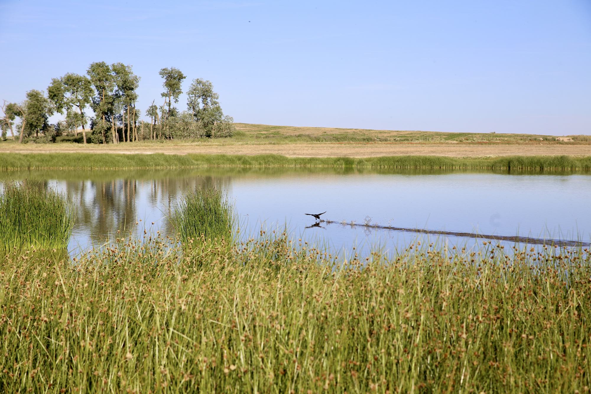 Ruta Lagunas Villafáfila pato en laguna