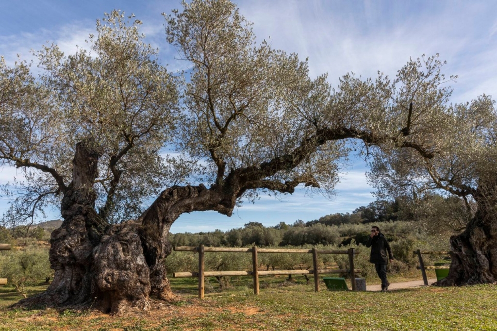 De ruta con los olivos milenarios por los pueblos de Castellón