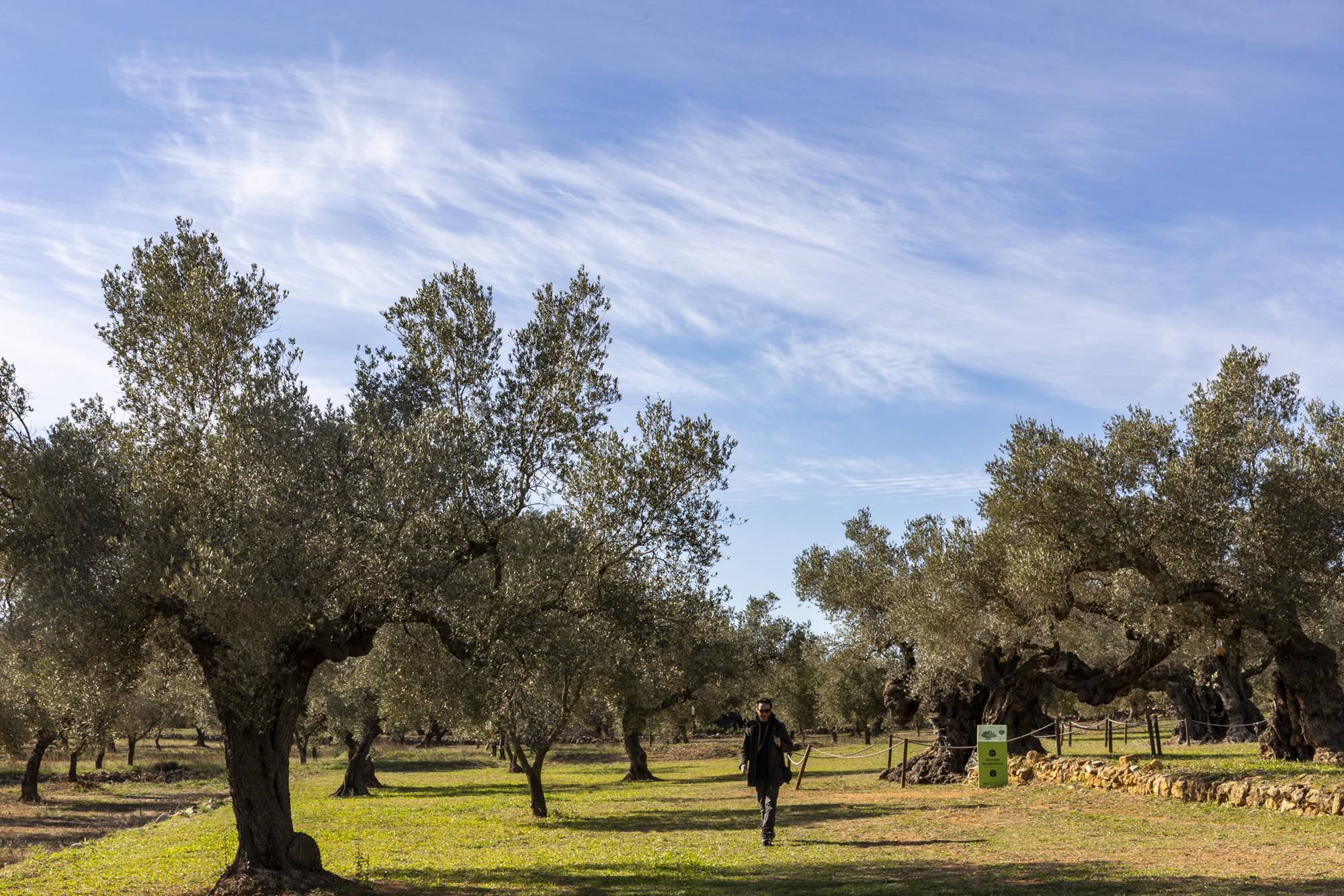 Ruta olivos Castellón Museo Natural de Olivos Milenarios