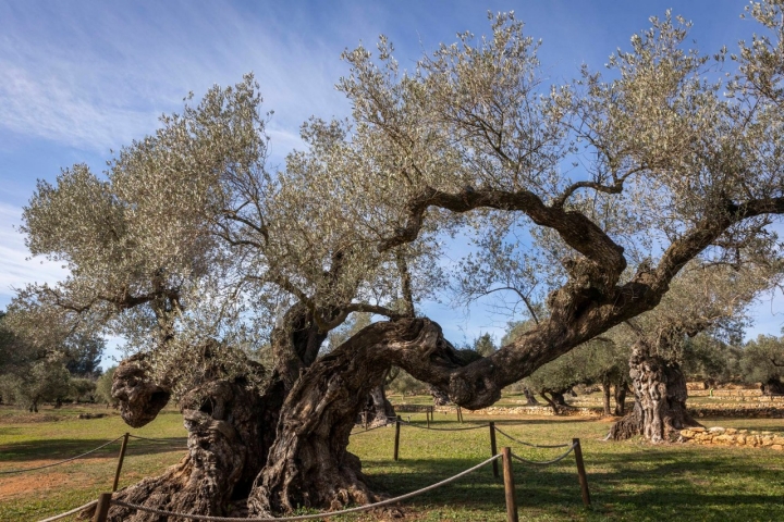 Ruta olivos Castellón Olivo de las Parejas