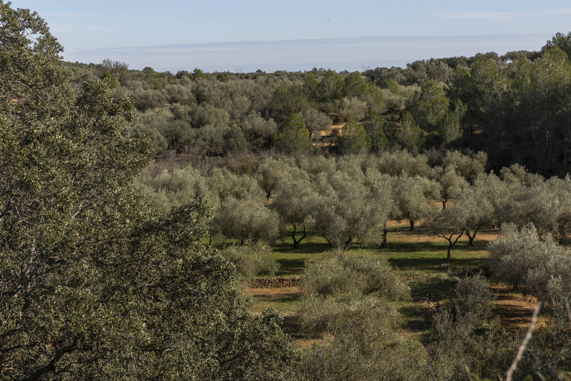 Ruta olivos Castellón olivos jóvenes