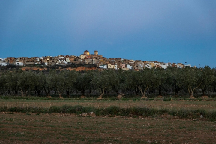 Ruta olivos Castellón Ruta olivos Castellón olivos Canet Lo Roig