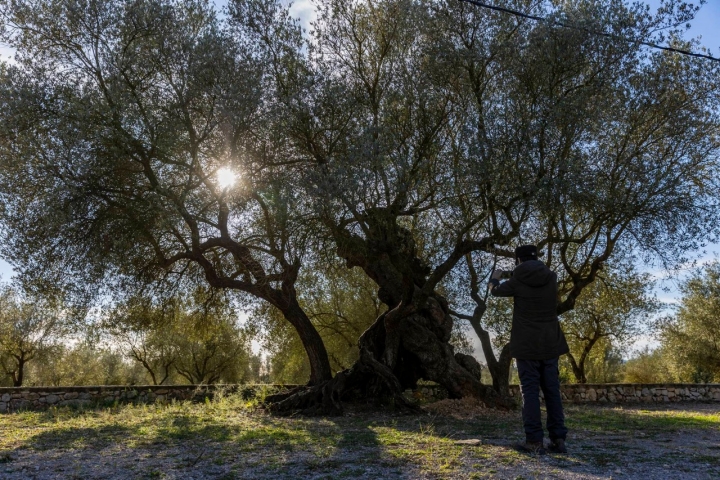 Ruta olivos Castellón foto