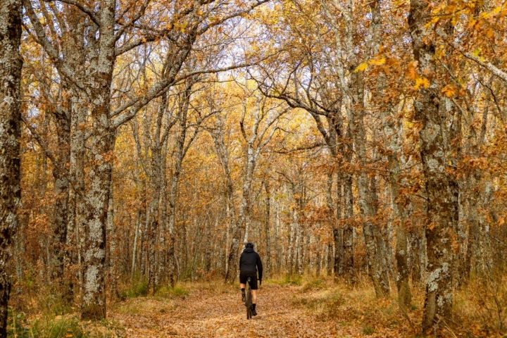 Robledales del Camino Natural de los Hayedos y Robledales de Riaza.