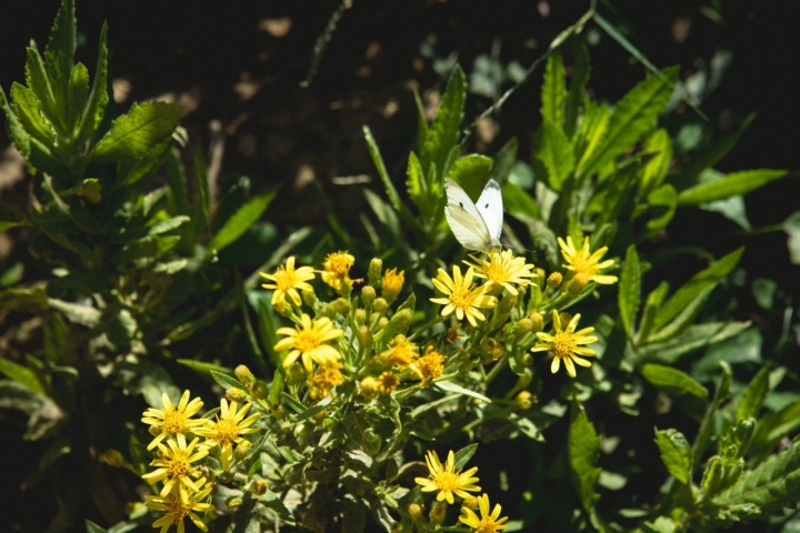 Una ruta llena de vida.