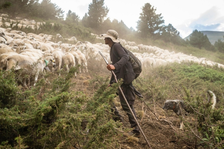 Ganadería de Cal Roi en las montañas de Sort.