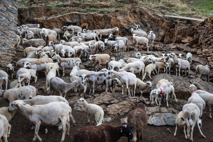Rebaño de ovejas de raza xisqueta en Sort.