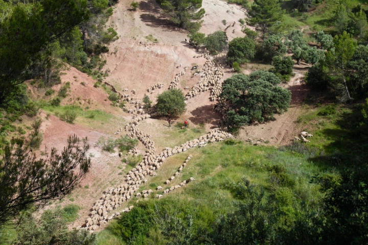 La senda trashumante atraviesa caminos agrícolas.
