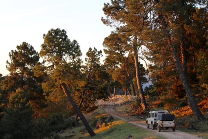 El vehículo de apoyo les sigue a través del pinar.