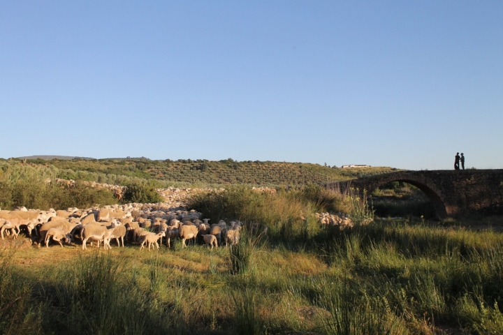 Atravesamos largos campos salpicados por olivos, el símbolo agrícola de la provincia de Jaén.