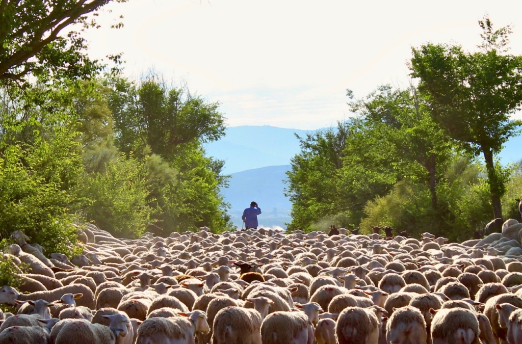 De trekking con los pastores de la Sierra de Segura